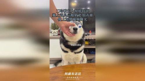 二哈爆料视频,揭秘视频背后的惊人真相