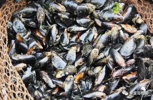 爆料海虹养殖环境视频,视频曝光惊人真相